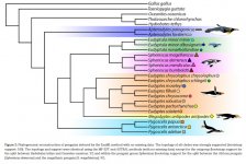 Spheniscidae-cladogram.jpg