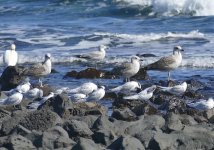 P2120280.jpeg    Imm.Audouin's Gull.jpg