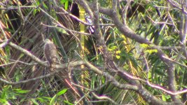 Euroasian sparrow hawk.jpg