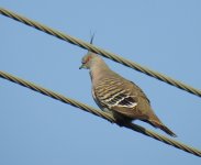 BF Crested Pigeon thread.jpg