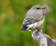 Wheatear 1.jpg