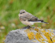 Wheatear 3.jpg