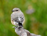 Wheatear 2.jpg