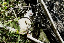 BF Crested Pigeon thread.jpg