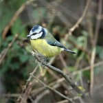 DSC01278ed50 Blue Tit colour.jpg