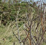 DSC01397ed50 Redstart.jpg