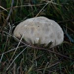 DSC01535ed50 Mosaic Puffball.jpg