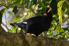 common_hill_myna_11_25_2019.jpg