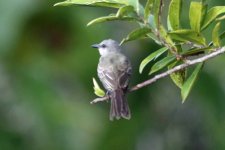 Napo Wildlife Centre, Yasuni NP, Amazon, Ecuador 12-2019 #_0713 v9.jpg