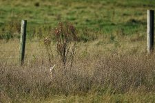 DSC01796 25 Bittern.jpg