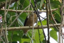 Napo Wildlife Centre, Yasuni NP, Amazon, Ecuador 12-2019 #_0930 v9.jpg