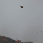 DSC03141ed Hen Harrier ringtail.jpg