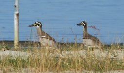 BF Beach Stone Curlew thread.jpg