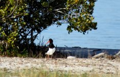 BF Pied Oystercatcher thread.jpg