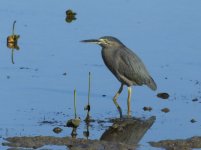 BF Striated Heron thread.jpg