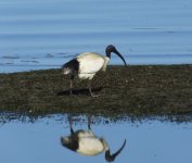 BF Australian Ibis thread.jpg