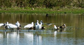 Caspian Tern & Ass waders, ducks thread.jpg