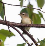 TI  warble vireo.jpg