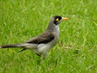 BF Noisy Miner thread.jpg