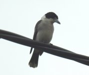 BF Grey Butcherbird thread.jpg