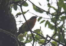 Black-fronted Bushshrike.jpg