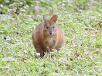 BF Pademelon poss thread.jpg