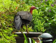 BF Australian Brushturkey thread.jpg