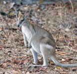 Wallaby-Lakefield-National-Park,-QLD.jpg