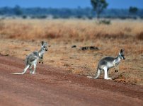 Wallaby's-Sawannah-Way-QLD.jpg