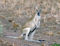 Wallaby-Kimberley-WA.jpg