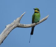 BF Rainbow Bee-eater thread.jpg