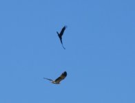 BF Torresian Crow versus Whistling Kite thread.jpg