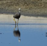 BF White-faced Heron thread.jpg