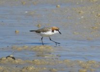 BF Red-capped Dotterel thread.jpg