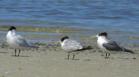 BF Great Crested Tern, Gull-billed tern thread.jpg