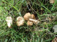 Fungi fir ID-34-2.jpg