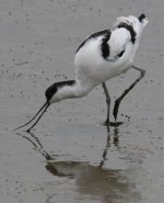 Avocet Lisbon.jpg