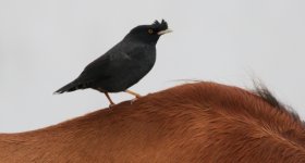 crested Myna Lisbon.JPG