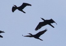 cormorants1.jpg