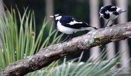 DSC06351 Magpie Lark @ Cairns.jpg