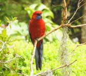 BF Crimson Rosella thread.jpg