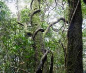 BF Tree with twisted vine thread.jpg