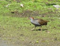 BF Buff-banded Rail thread.jpg