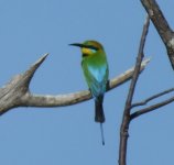 BF Rainbow Bee-eater rear thread.jpg