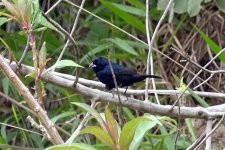 DSC08868 Blue-black Grassquit_19-08-18_Boquete Panama.jpg