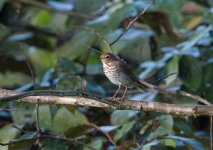 Swainson's Thrush.jpg