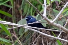 DSC08870 Blue-black Grassquit_19-08-18_Boquete Panama.jpg