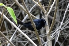 DSC08871 Blue-black Grassquit_19-08-18_Boquete Panama.jpg