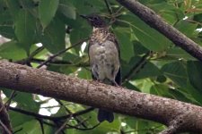 DSC08879 Thrush sp._19-08-18_Boquete Panama.jpg