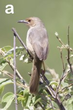 KNP-Poss-Red-faced Cisticola01.jpg